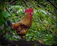 A close-up of a vibrant young gamecock standing proudly on fresh straw.