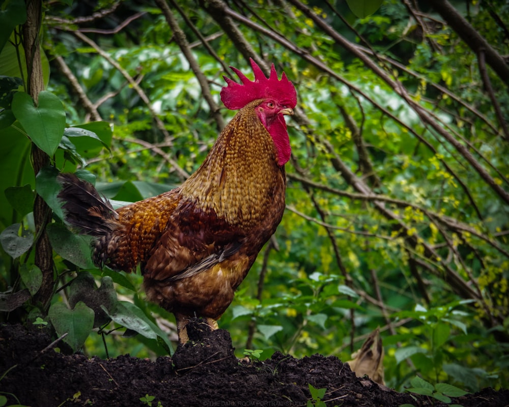 brown rooster surrounded by green plants