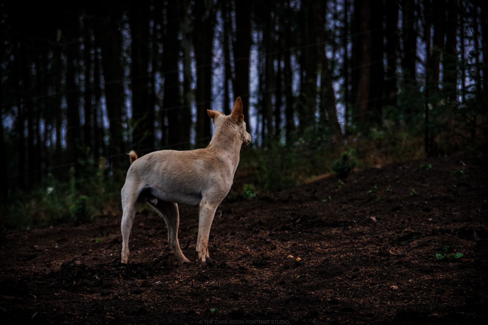 short-coated gray dog standing at the forest