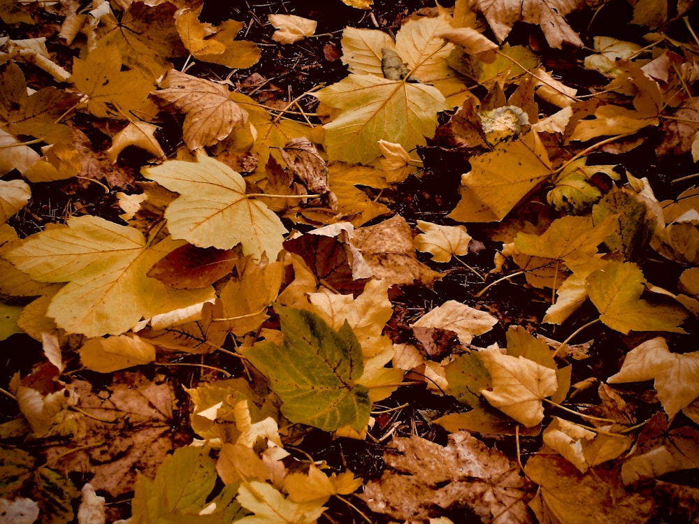 shallow focus photography of yellow leaves