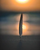 feather on sand in selective focus photography