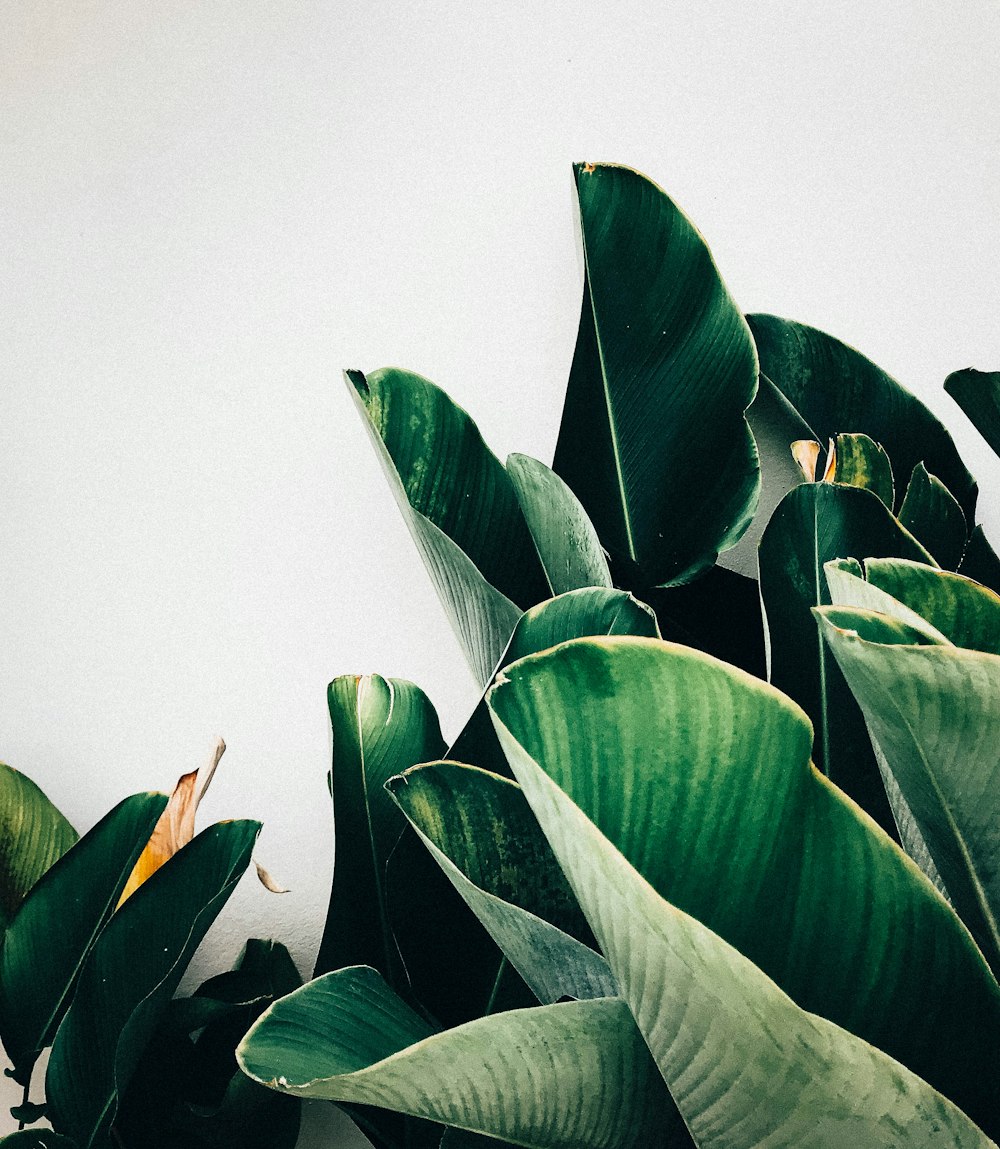 Banana | 12 best free banana, plant, leaf and green photos on Unsplash