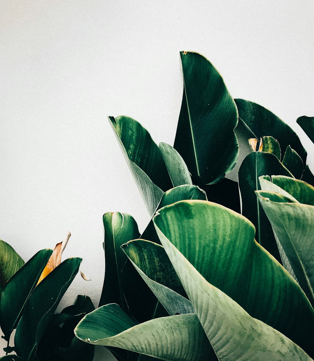 green leafed plants