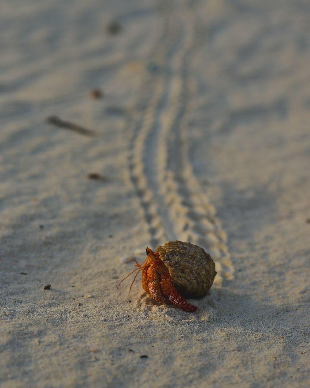 brown hermit crab