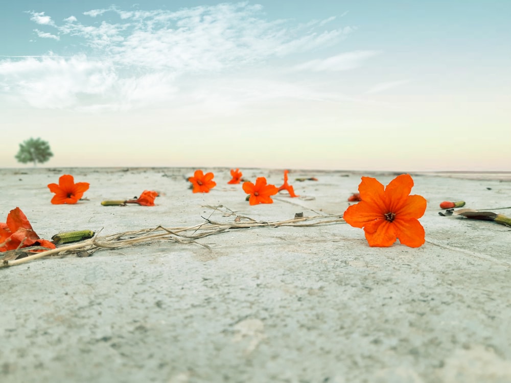 pink petaled flower on white sand flooring