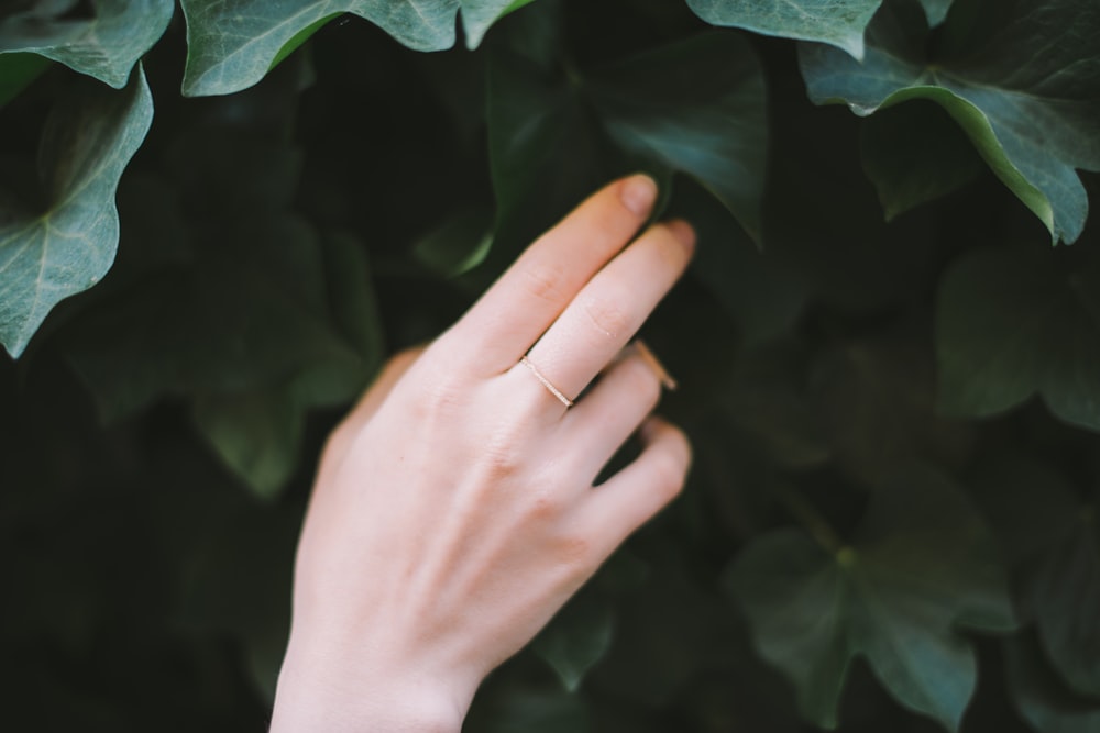 person touching green leafed plant