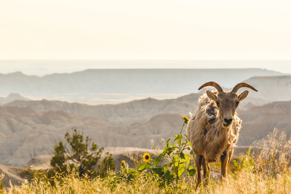 chèvre de montagne sur la falaise