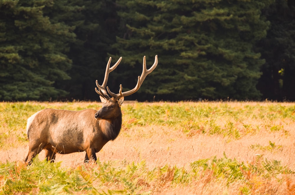 brown Buck