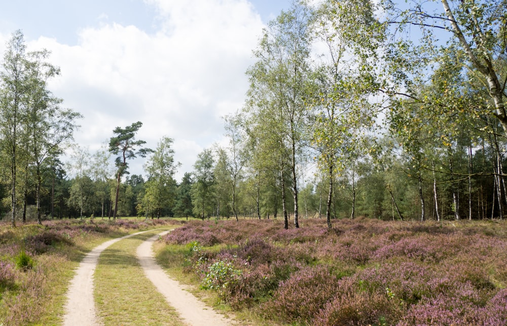 brown pathway surrounded trees