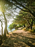 Sunlit pathway through a forested terrain at Bajamar land project.