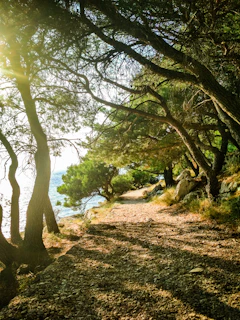 Sunlit pathway through a forested terrain at Bajamar land project.