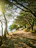 Sunlit coastal hiking trail with blue sky and birds flying overhead.