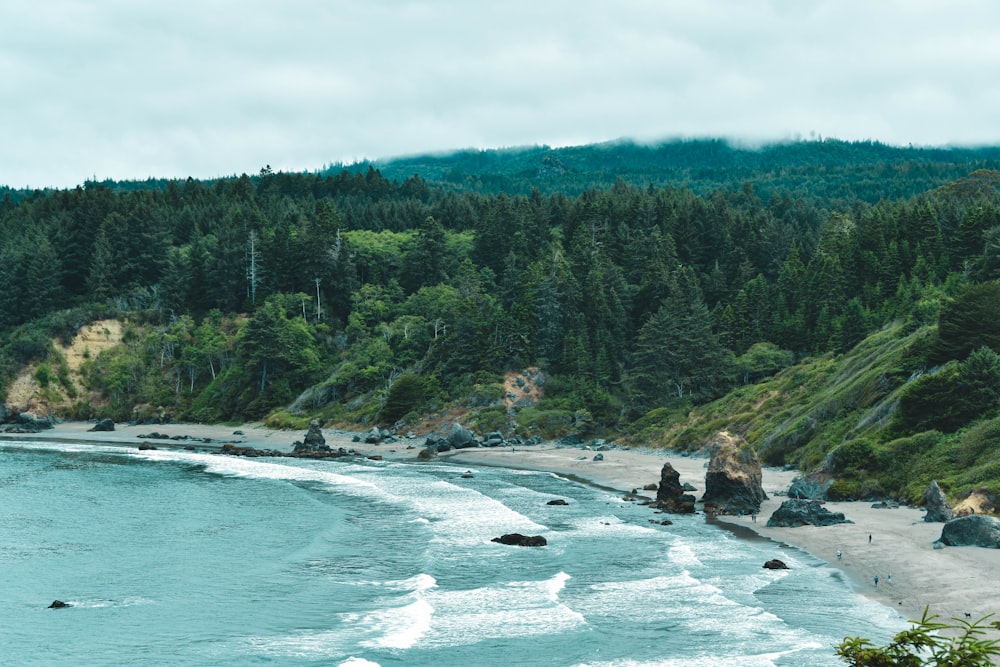 landscape photography of trees near shore