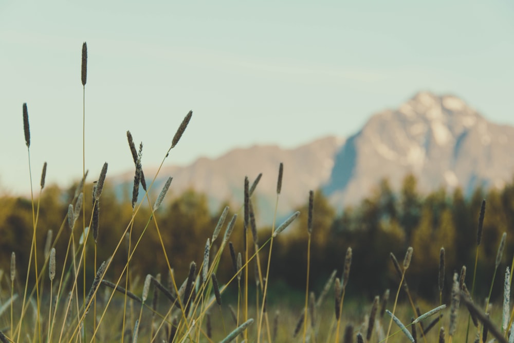 selective focus photography of green grass