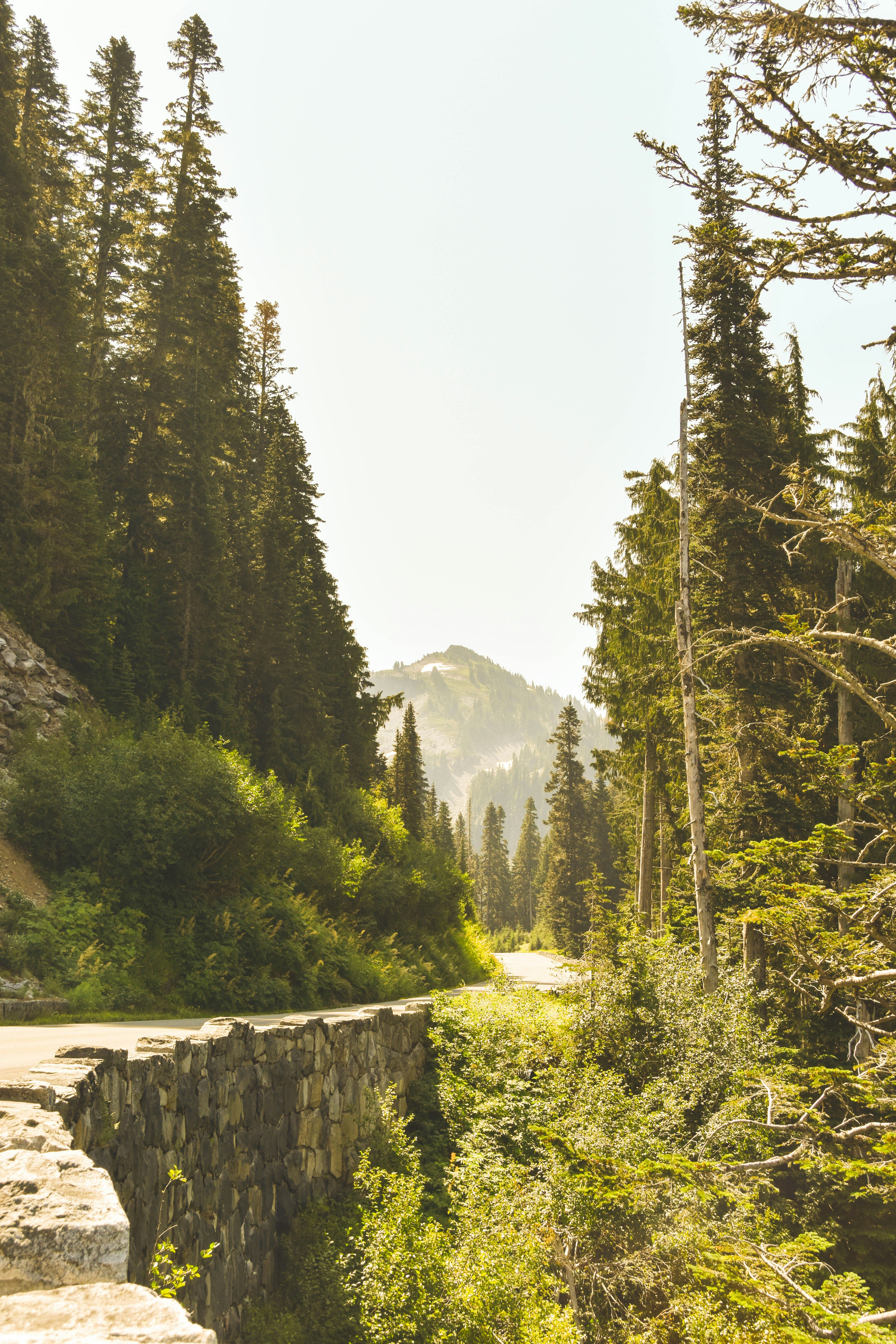 concrete road between green leafed trees at daytime