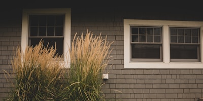 Gray shingle siding of a house with two windows, one single and one double, surrounded by white trim. Tall ornamental grasses are in front of the windows, partially obscuring the view.