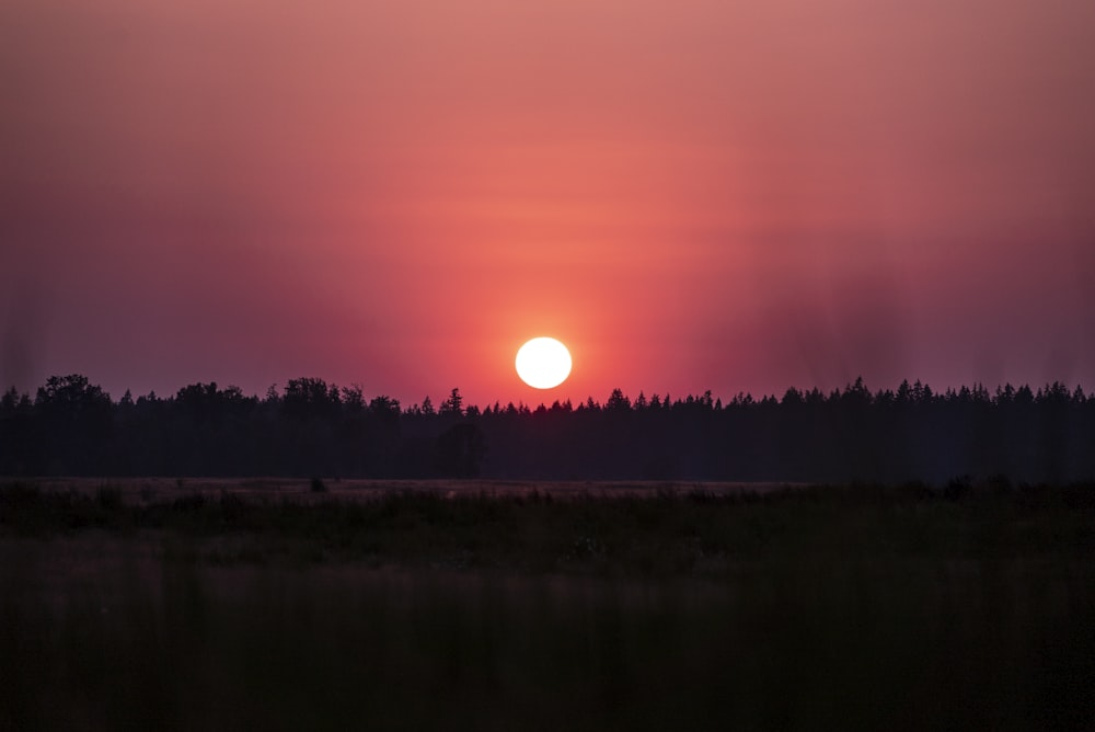 silhouette of trees during golden hour