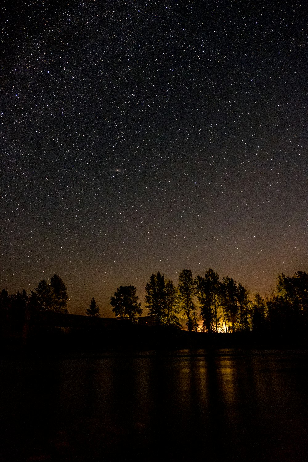 silhouette of trees during nighttime