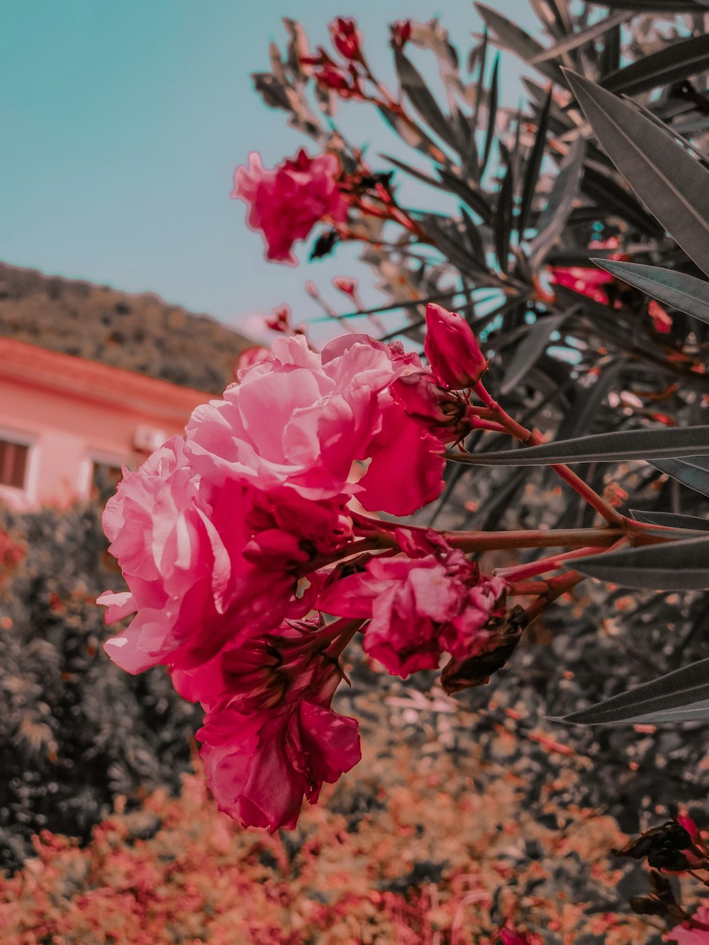 closeup photo of pink petaled flowers