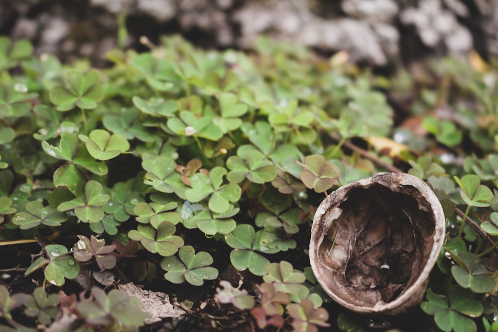 selective focus photography of green leafed plant