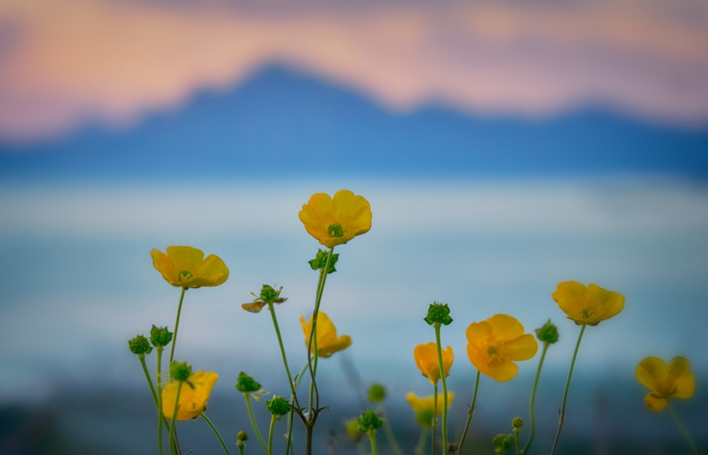 Fotografia a fuoco selettiva di fiori di ranuncolo