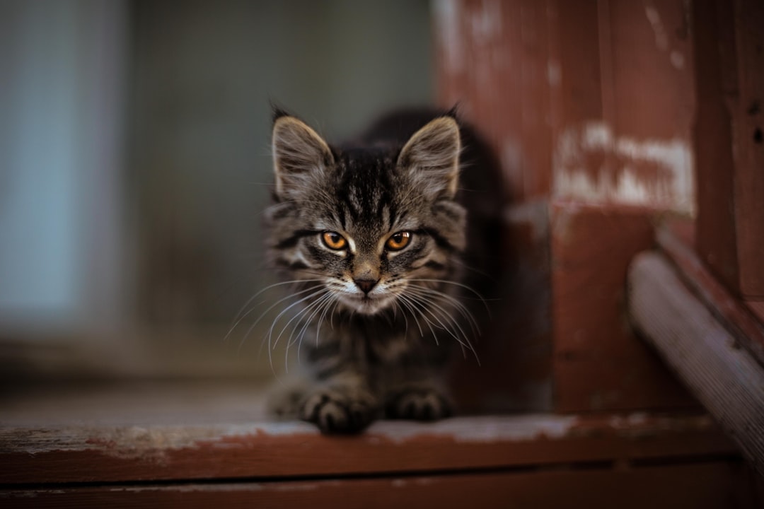 travelers stories about Norwegian forest cat in 42 North, Canada