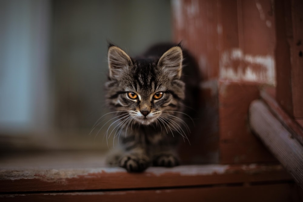 茶色の木の表面に座っている灰色のぶち猫