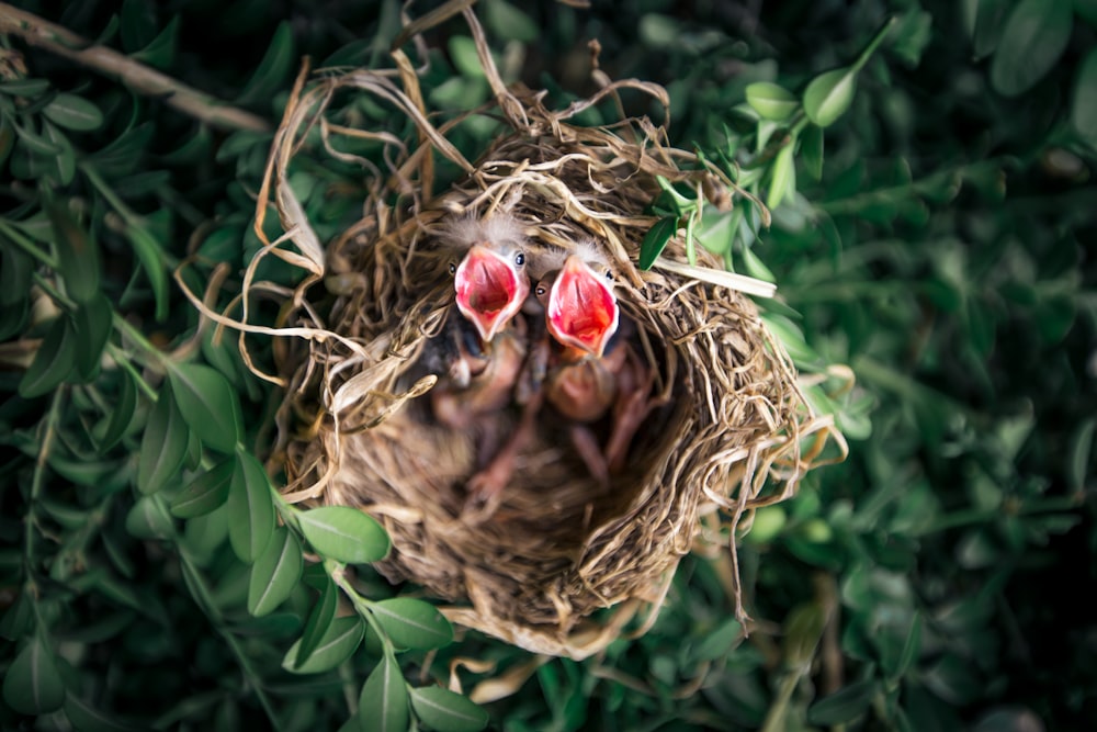 Photographie à mise au point peu profonde de poussins dans le nid