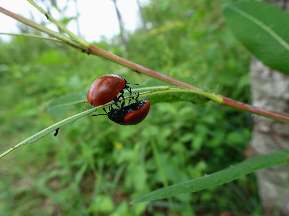 two red beetle on green plant during daytime