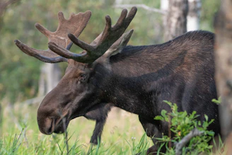 A majestic bull moose standing tall in a misty northern forest at dawn.