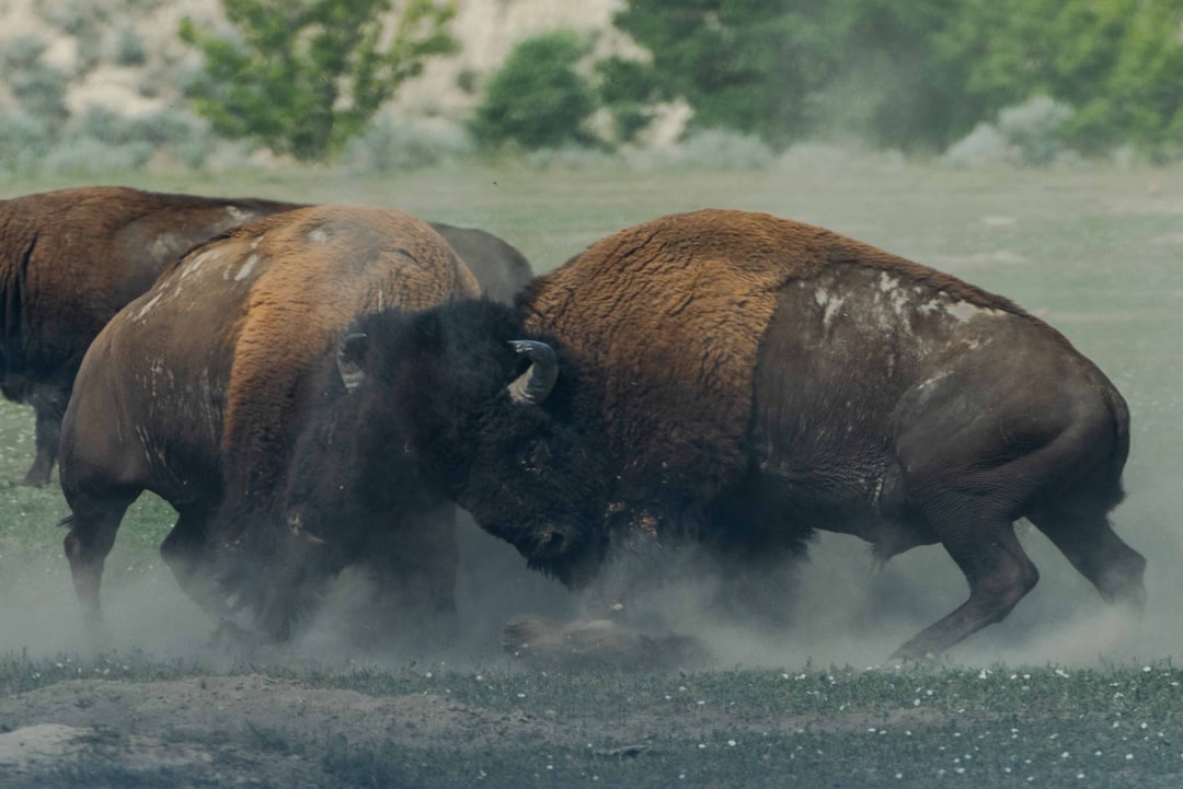 photo of fighting bison