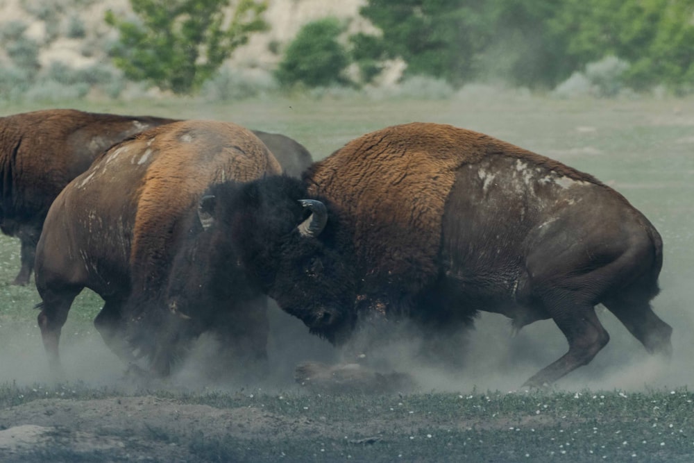 photo of fighting bison