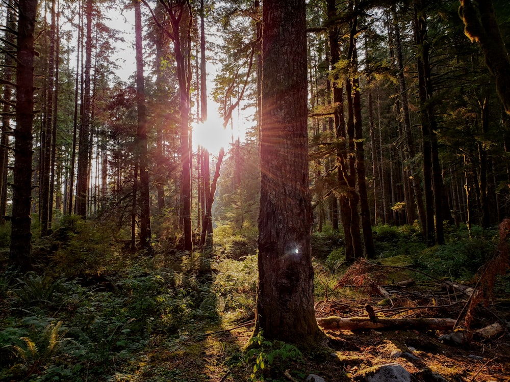 sun piercing on trees taken during daytime