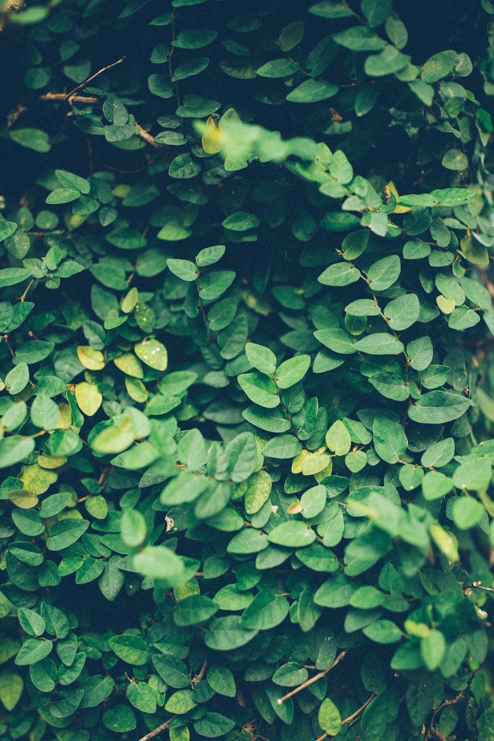 plante à feuilles vertes