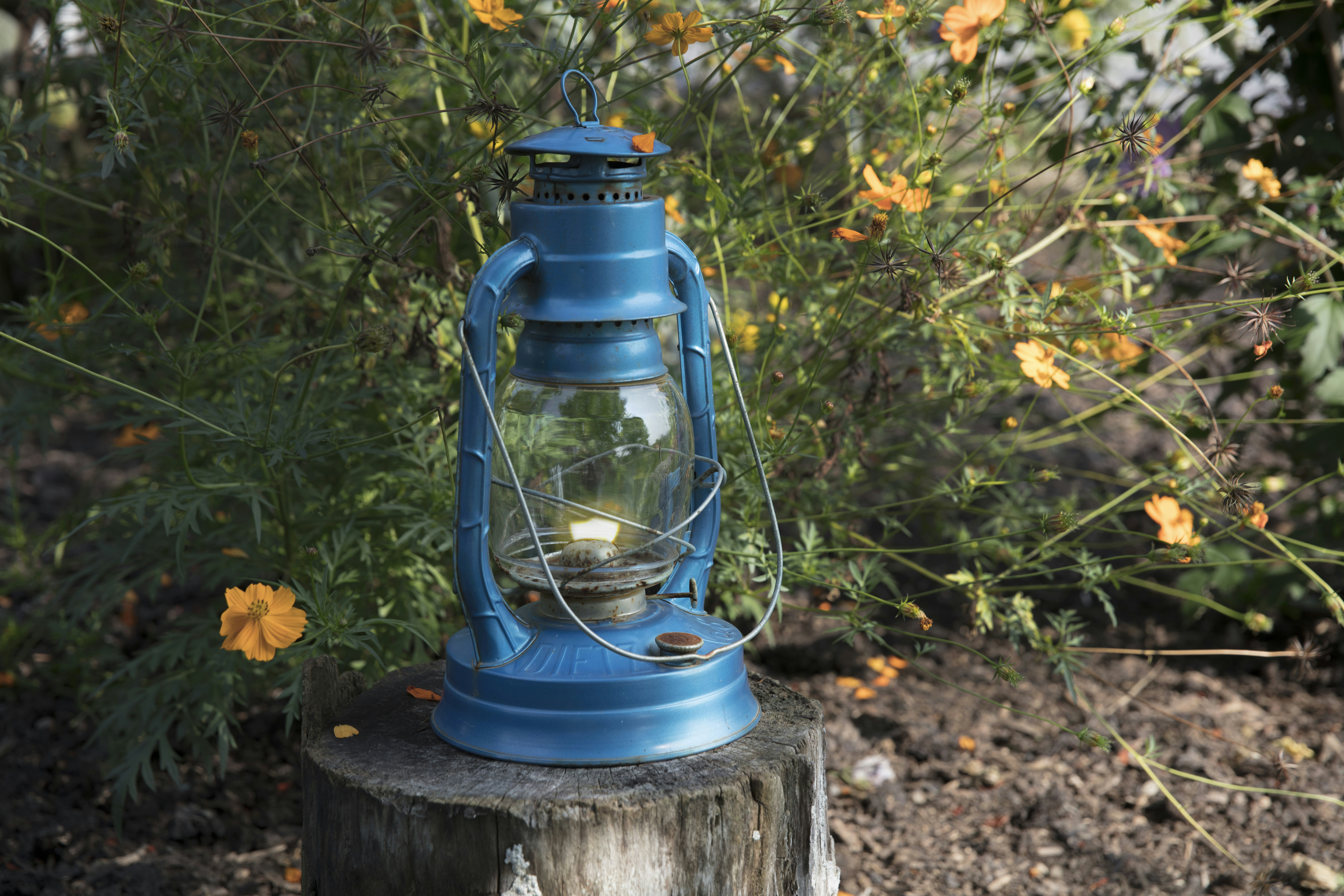 blue metal lantern on wooden tree stump, Amish flower garden.