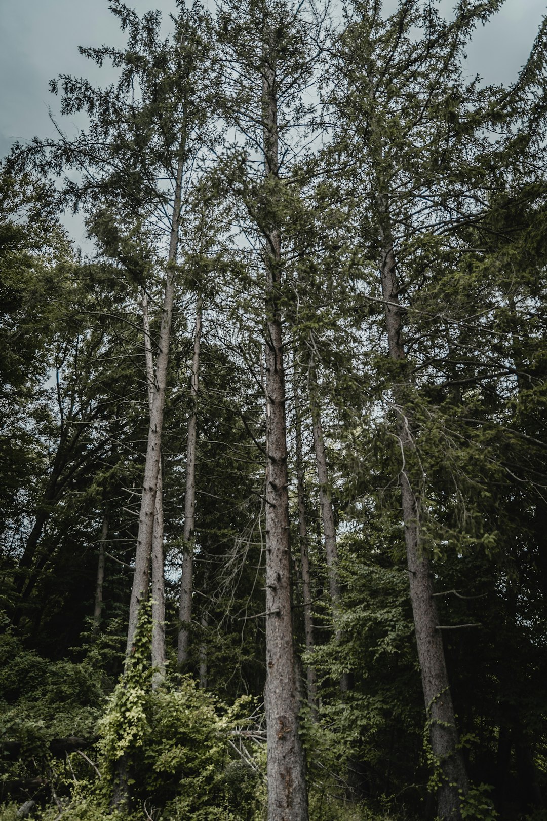 Forest photo spot Croton-on-Hudson Naugatuck State Forest