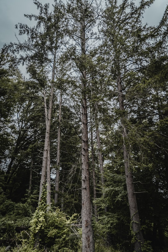 worm's-eye view photography of trees in Croton-on-Hudson United States