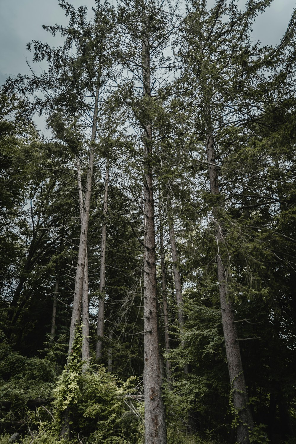 worm's-eye view photography of trees