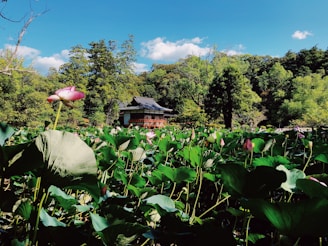A serene Malaysian bungalow lot surrounded by lush greenery under a clear blue sky.