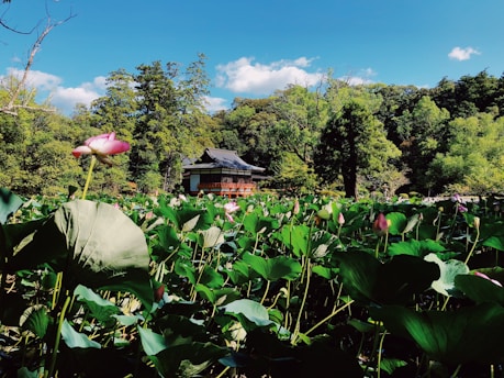 A serene Malaysian bungalow lot surrounded by lush greenery under a clear blue sky.
