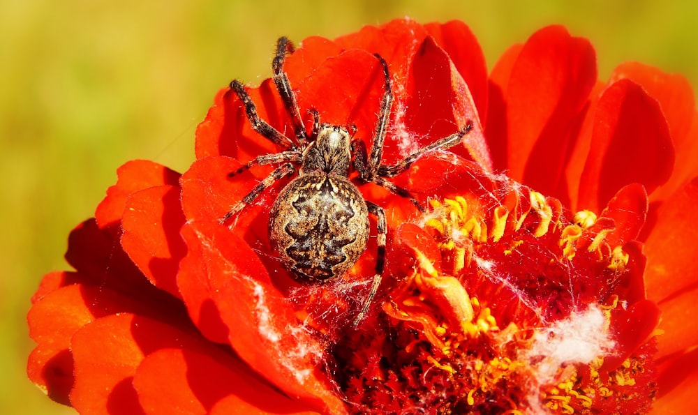 closeup photo of barn spider on red flower