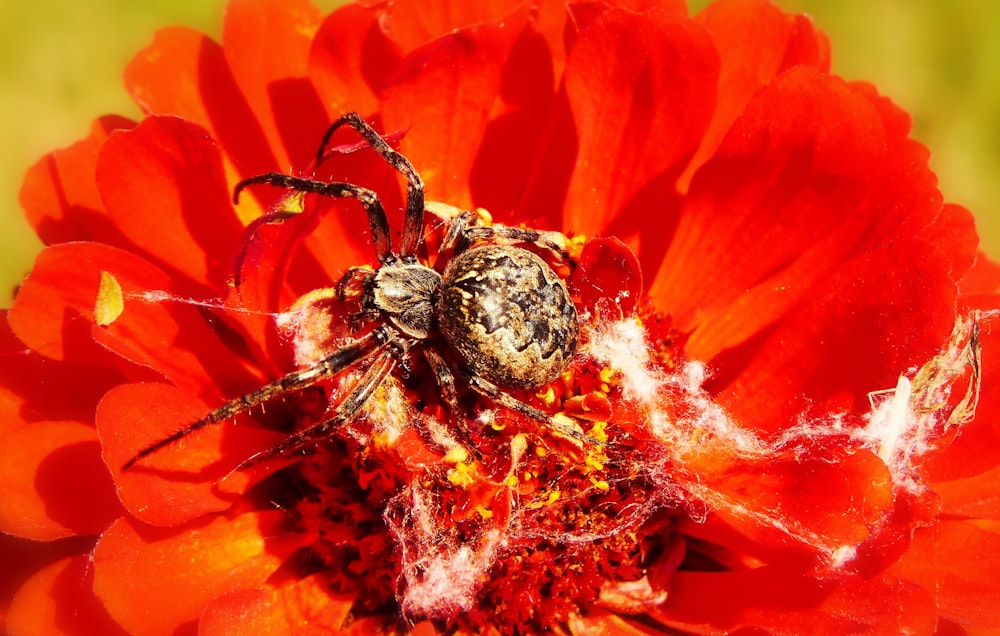 spider on red flower