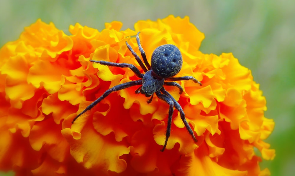 macro photography of black spider on orange flower