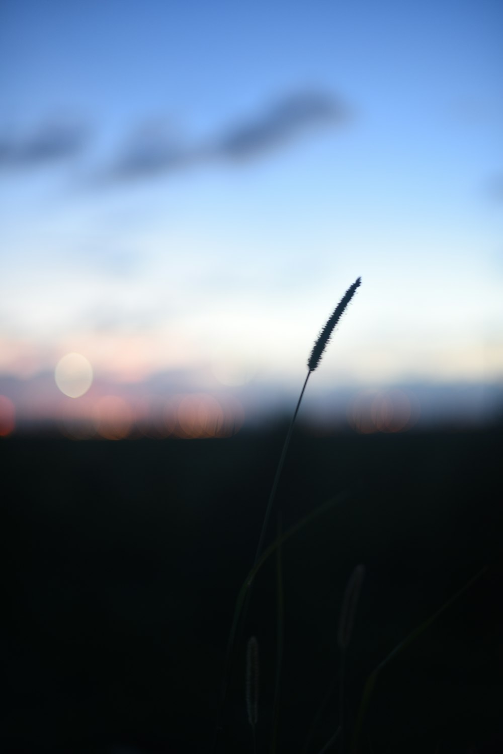 silhouette of plants