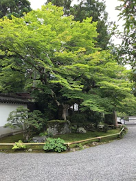A tranquil Japanese garden with a small bonsai tree, soft sakura blossoms scattered on stone paths, and gentle mist weaving through bamboo stalks.