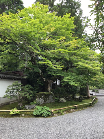 A tranquil Japanese garden with a small bonsai tree, soft sakura blossoms scattered on stone paths, and gentle mist weaving through bamboo stalks.