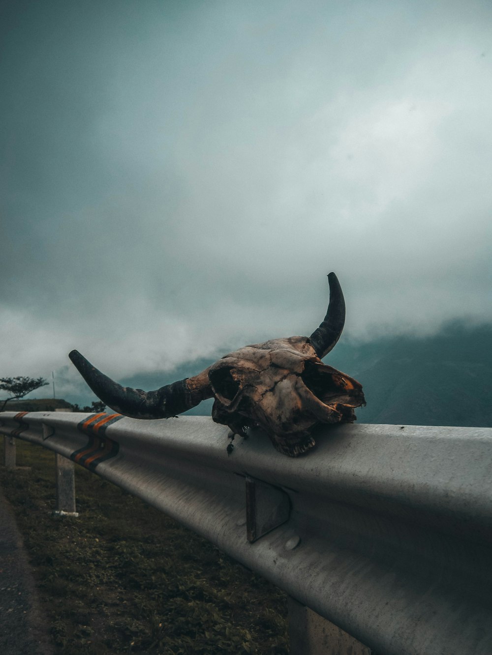 brown animal skull