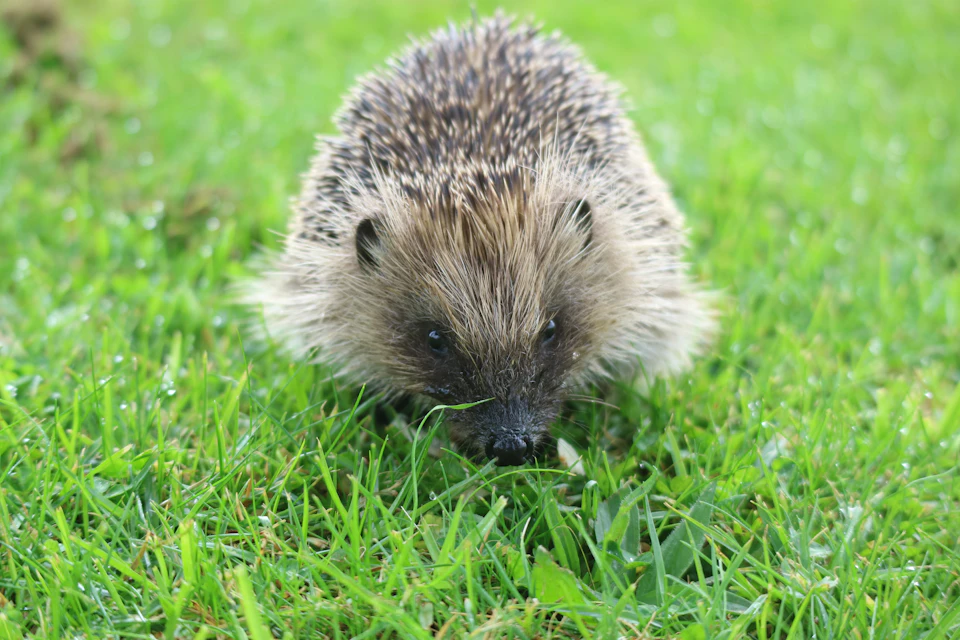Brown hedgehog stands on all fours in a verdant field with distinctive black nose and