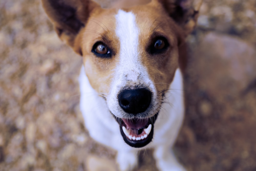 perro de pelo corto marrón y blanco sentado