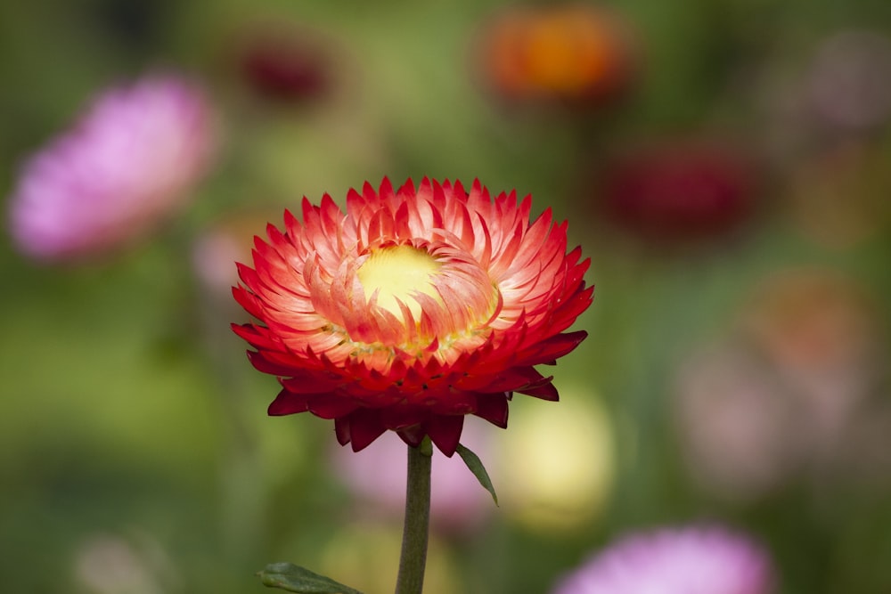 Selektive Fokusfotografie von rotblättrigen Blüten